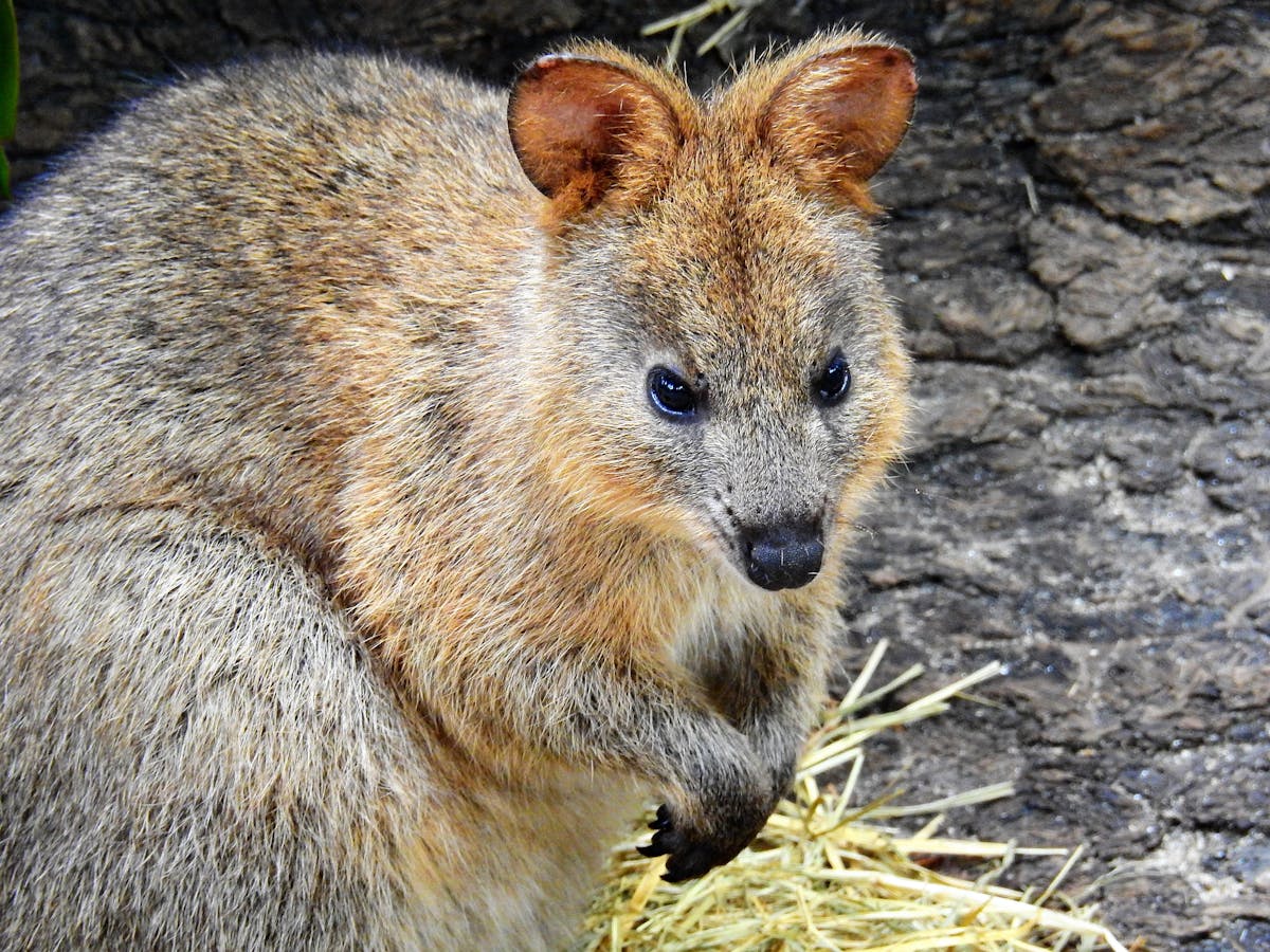 Kuranda Koala Gardens is home to a colony of Quokkas.