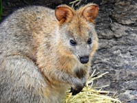 Kuranda Koala Gardens is home to a colony of Quokkas.