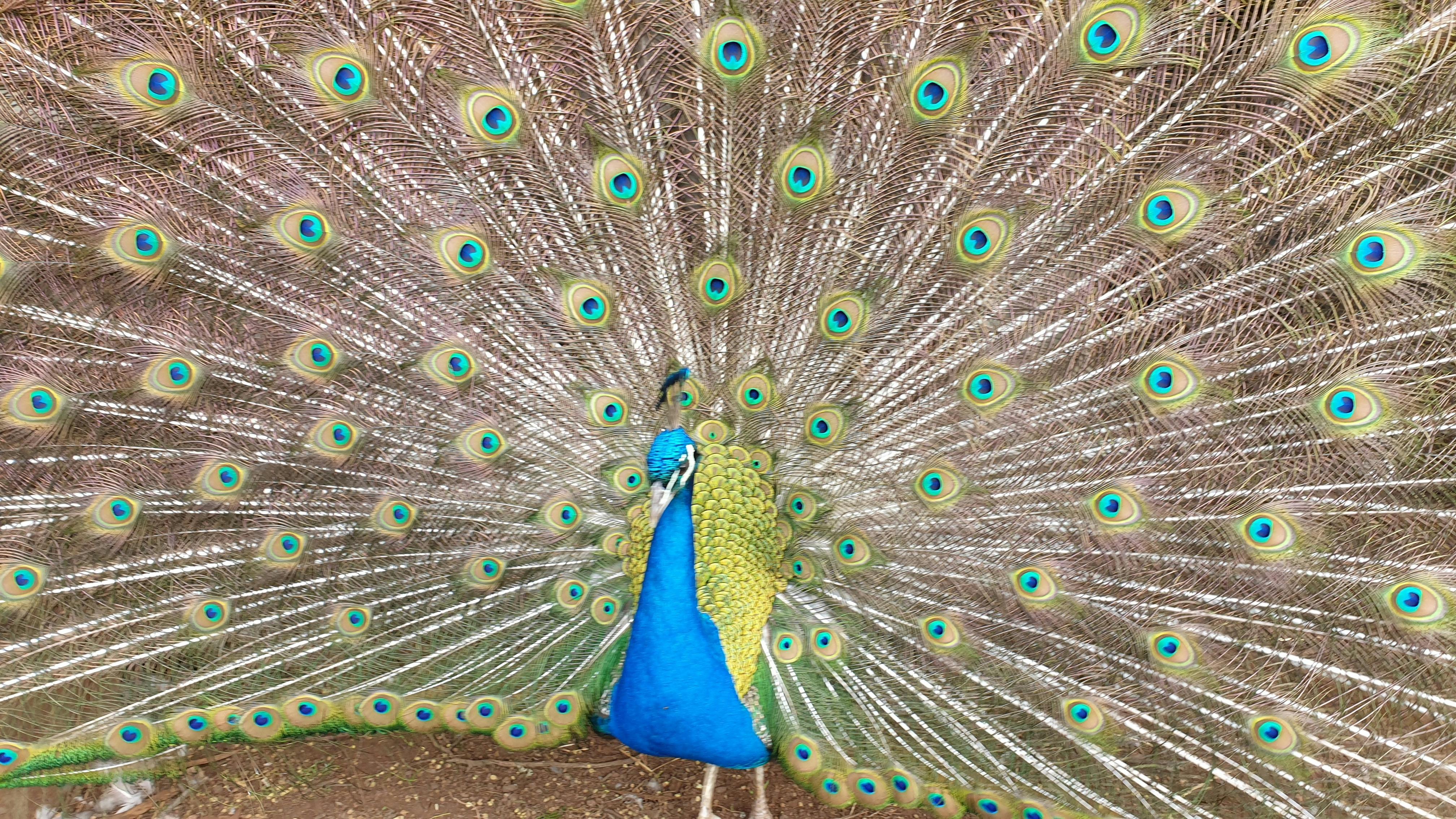 Peacock