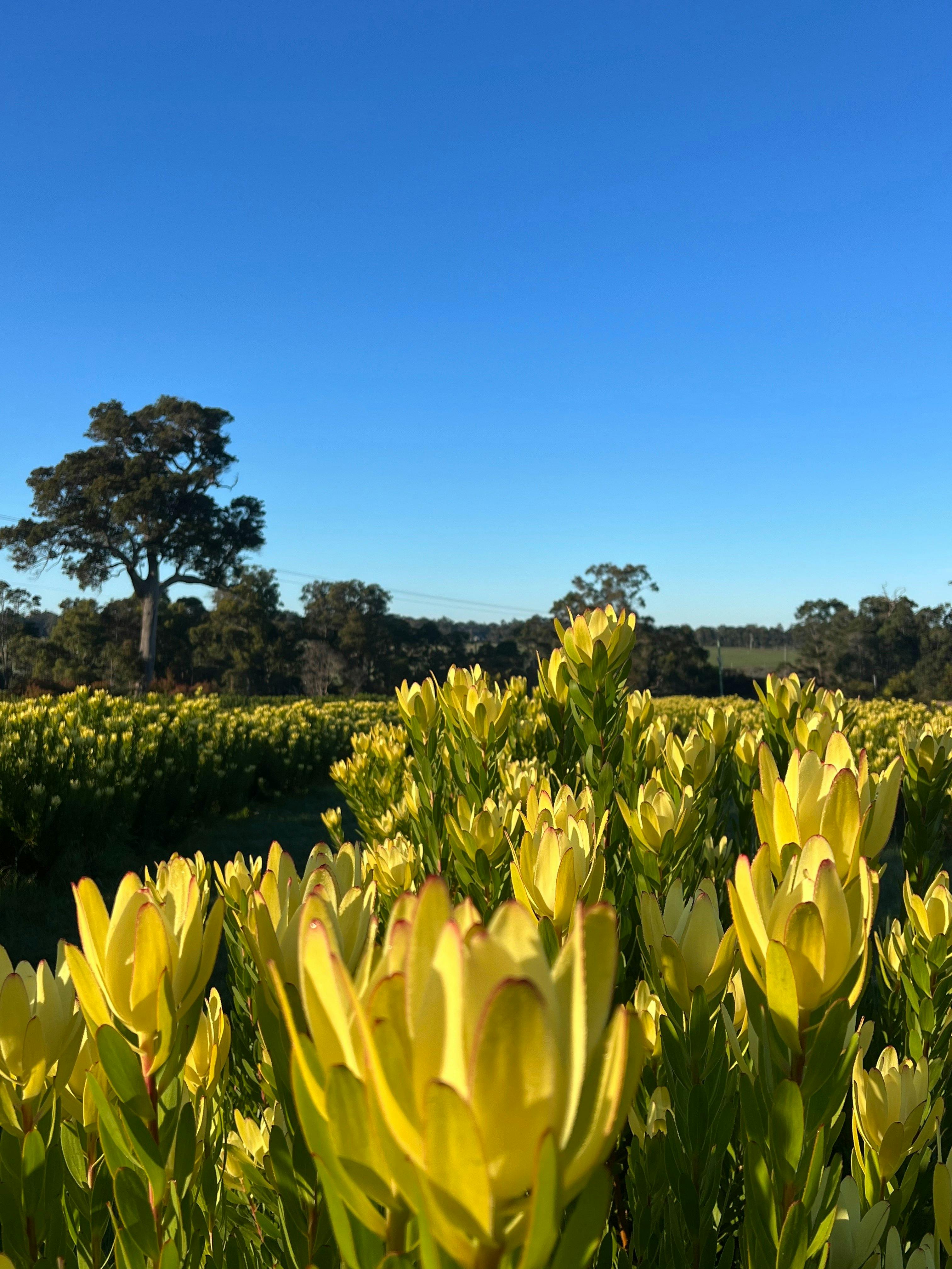 Yelverton Protea Farm