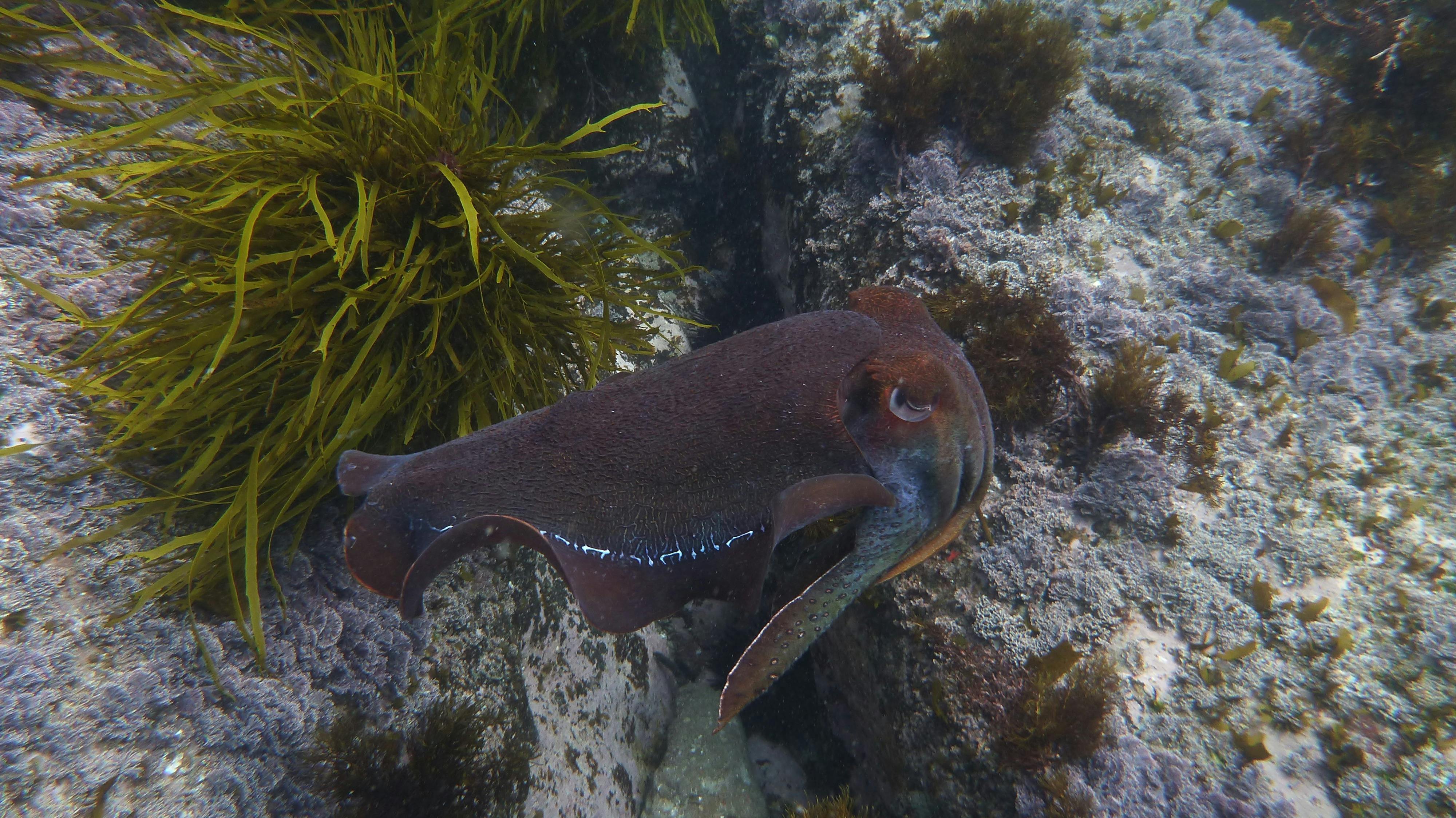 Snorkelling Twofold Bay