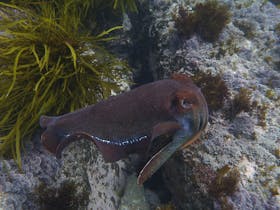 Cuttlefish swimming with temperate reef in the background