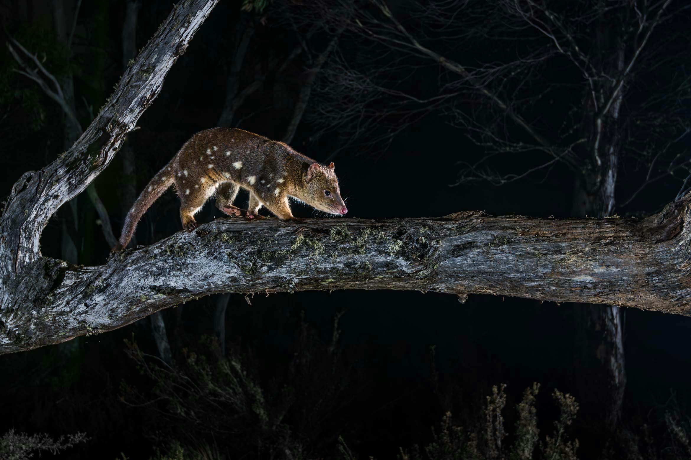 우리 동네의 영웅! 멸종 위기에 처한 이 토종 육식동물은 쿼크 본부를 서식지로 삼고 있습니다.