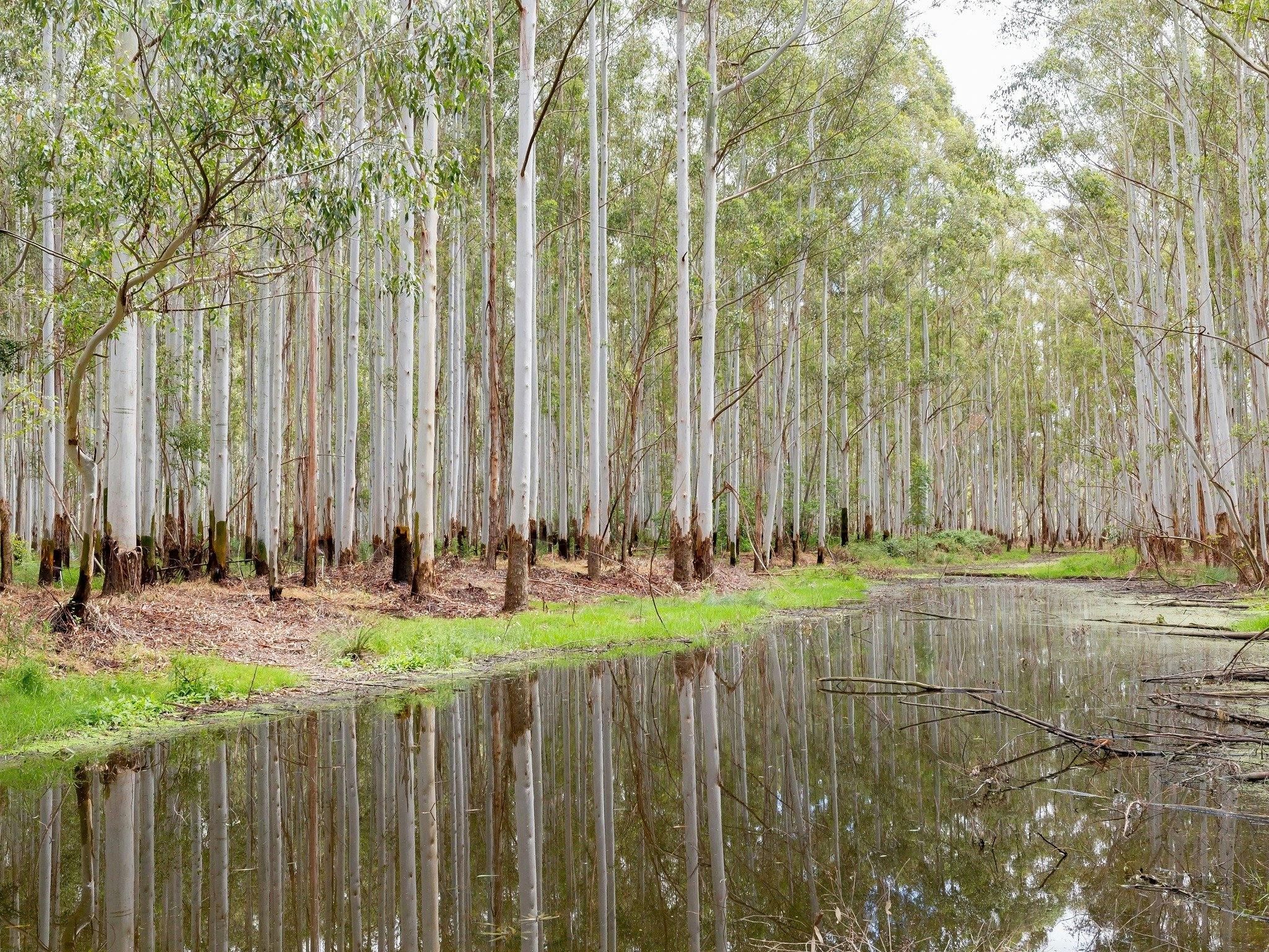 River Red Gums flood plains