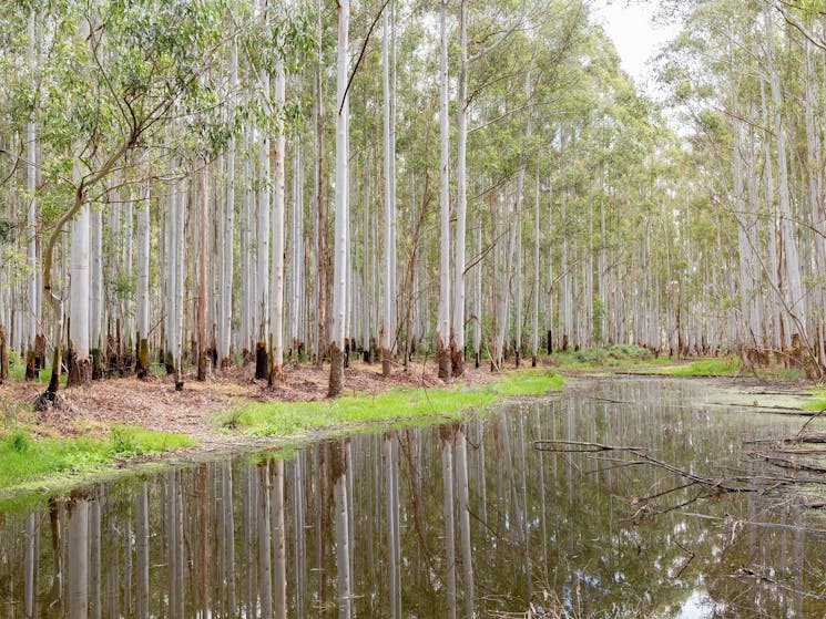 River Red Gums flood plains