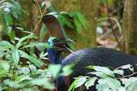A close up of the endangered Southern Cassowary that is endemic to the Daintree National Park