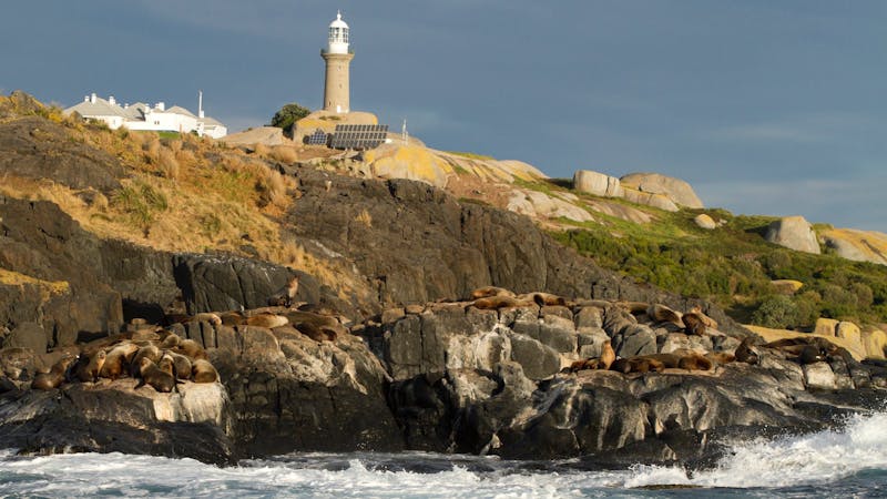 Montague Island Tour