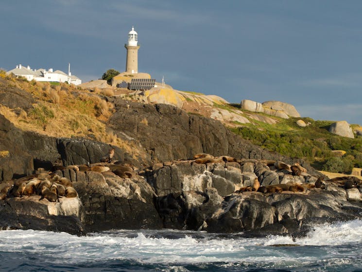 Montague Island Narooma