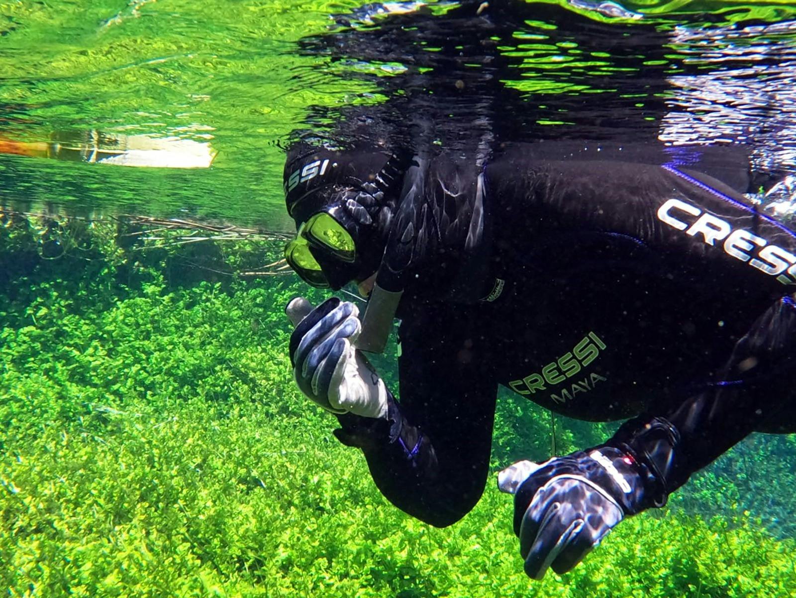 snorkle-ewens-ponds-mount-gambier-clear-water-green-sea-grass