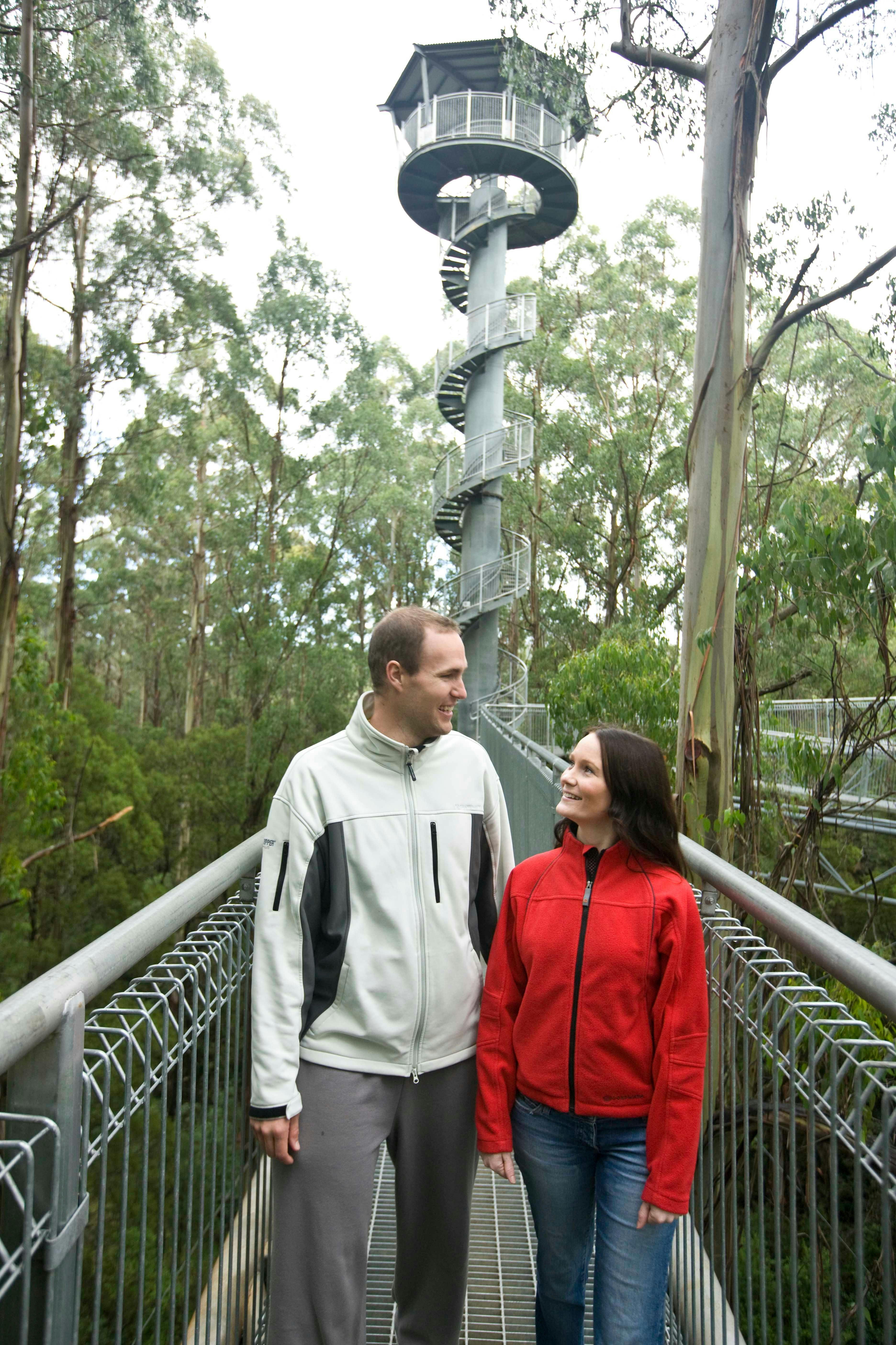 The Otway Fly Adventure
