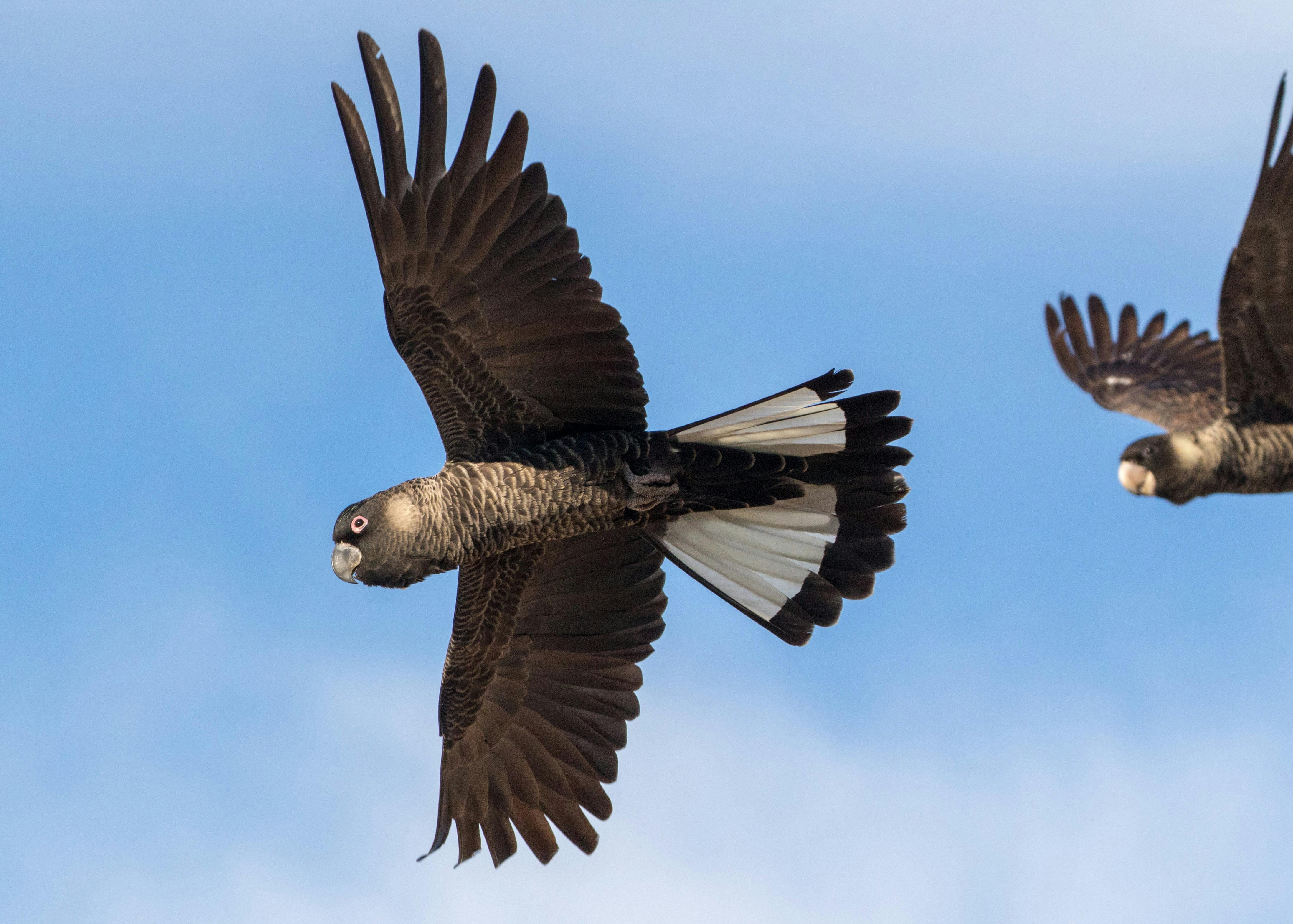 Large_carnaby's black-cockatoo 2 mm.jpg