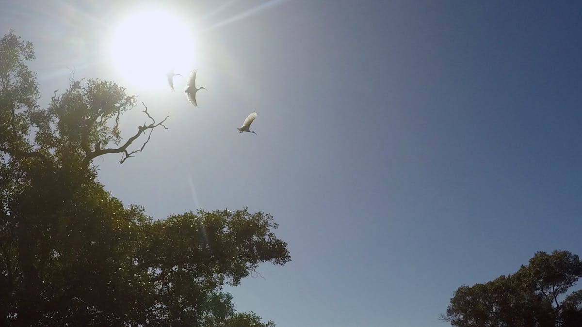 Ibis flying past the rising sun