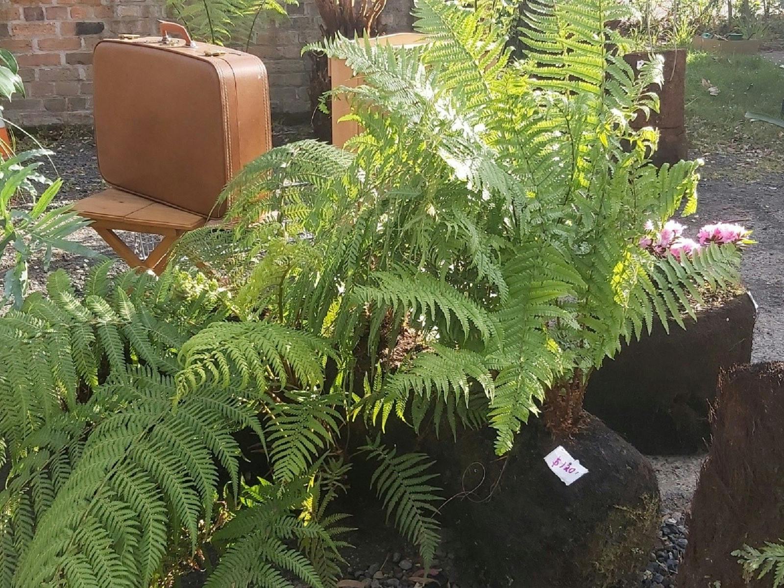 Evandale Sunday Market