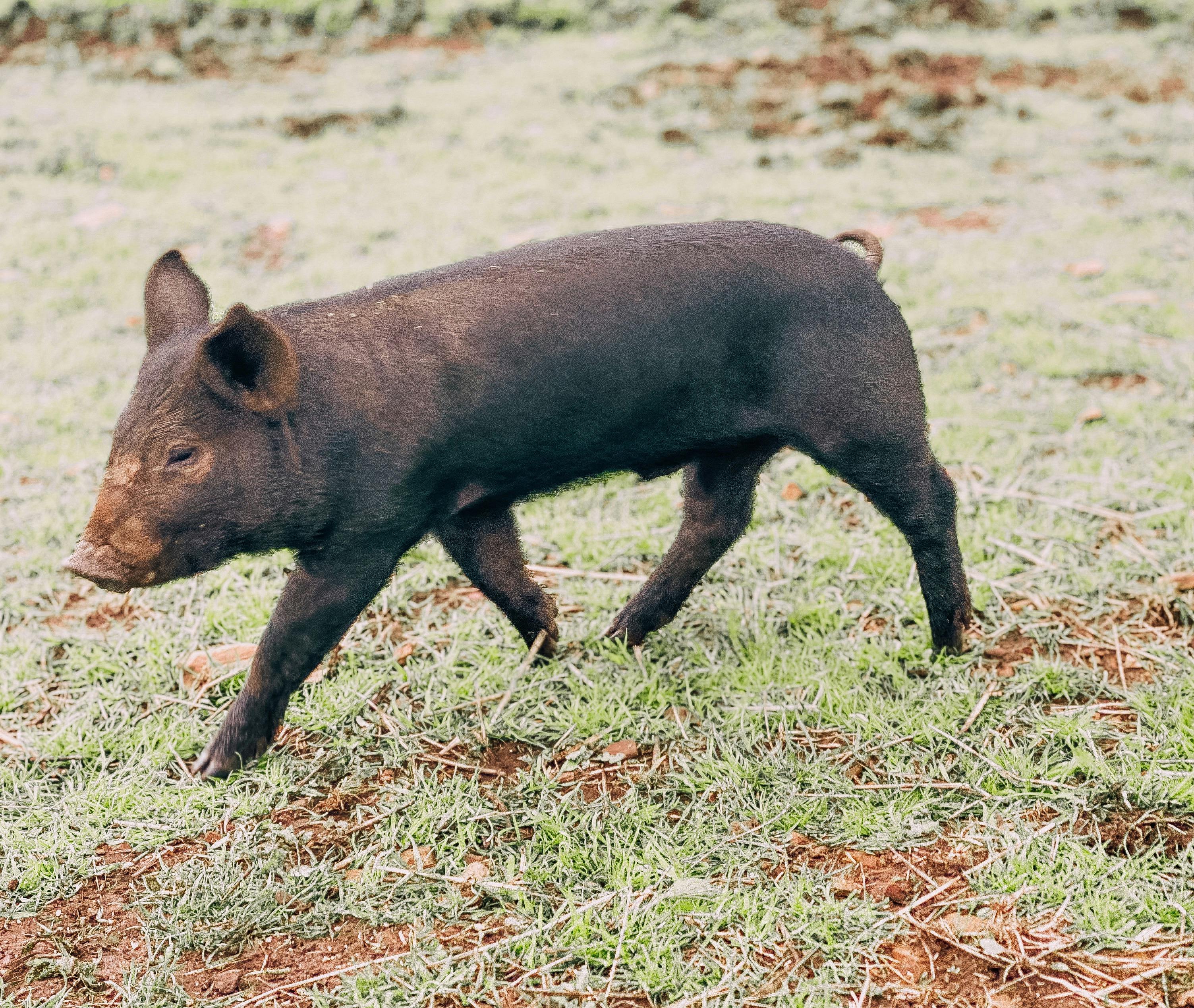 Piglet pig