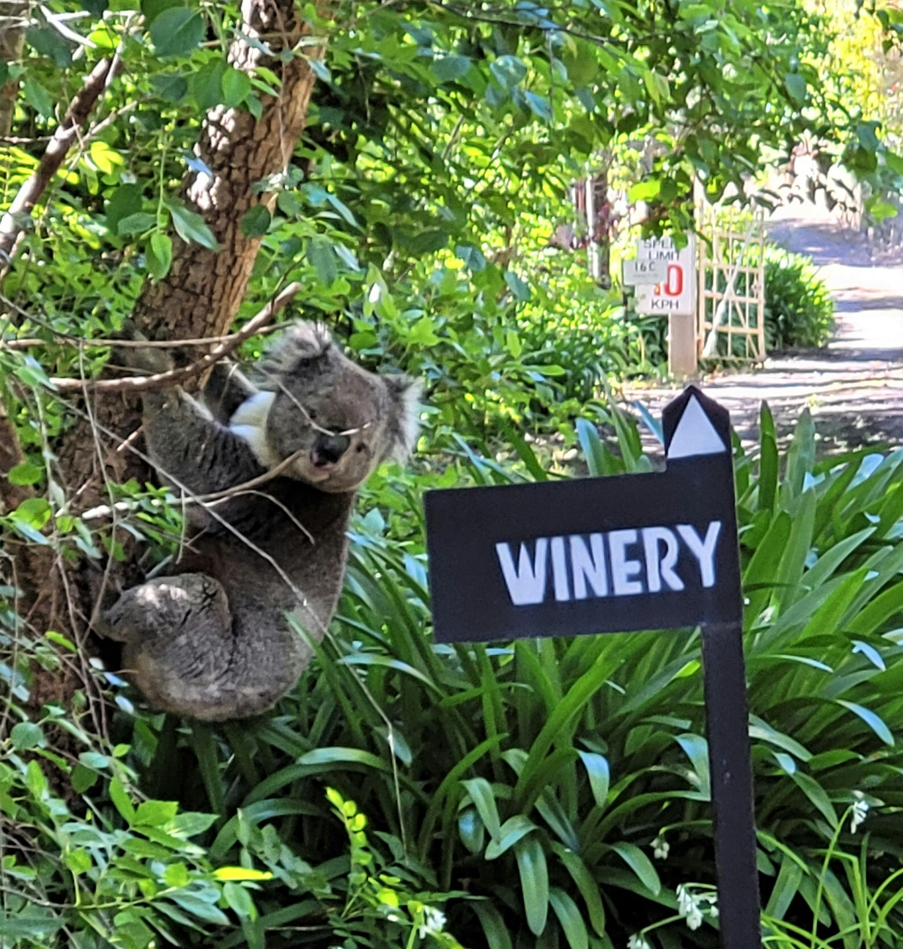 Koala by the winery sign