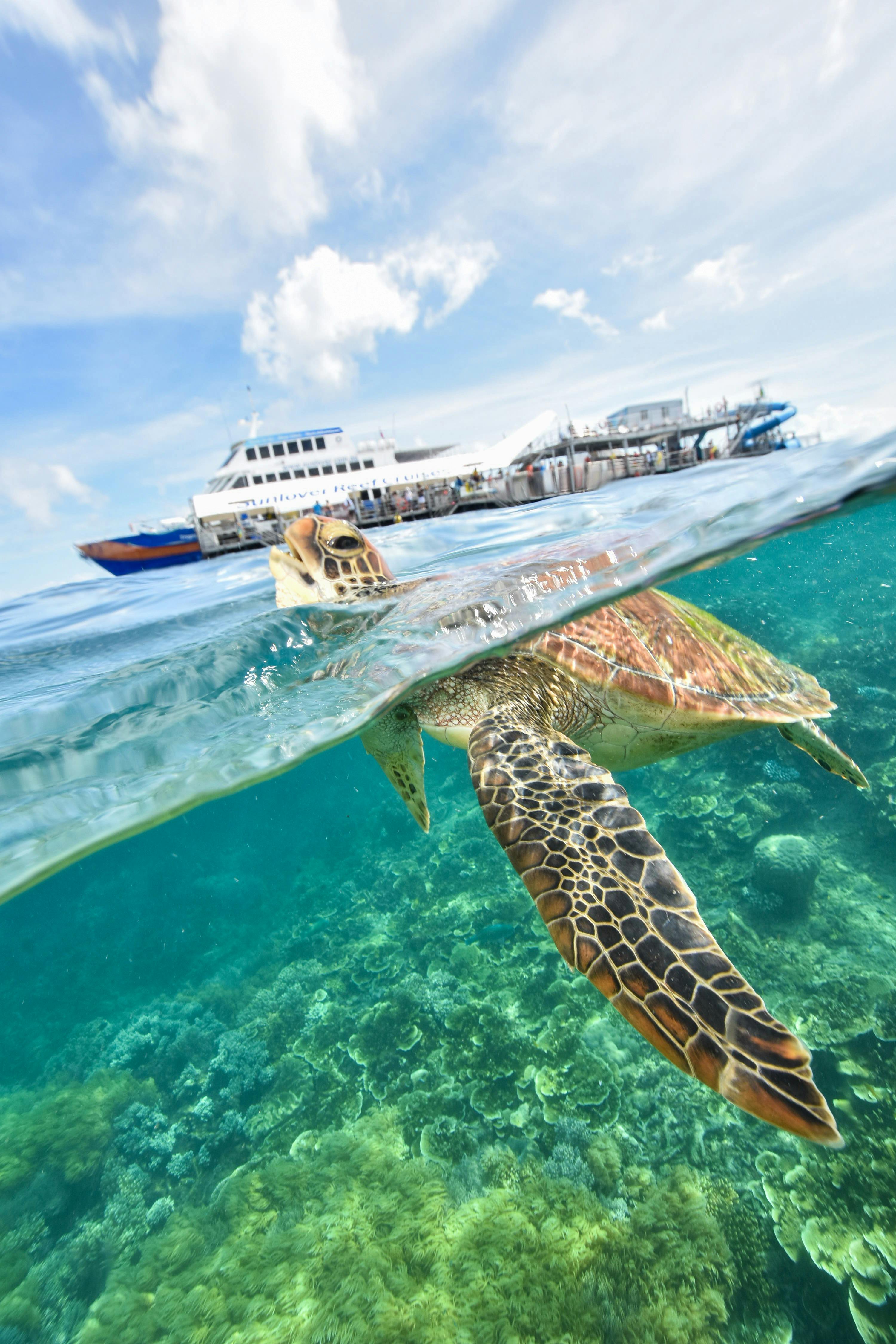 Sea turtle swimming at Moore Reef with Sunlover Reef Cruises’ pontoon in the background