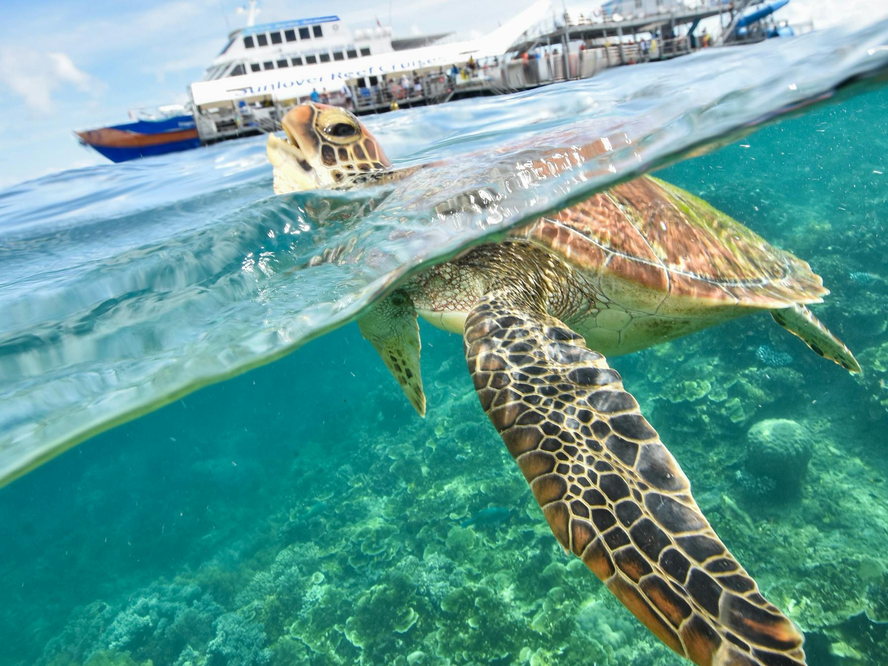 Sea turtle swimming at Moore Reef with Sunlover Reef Cruises’ pontoon in the background