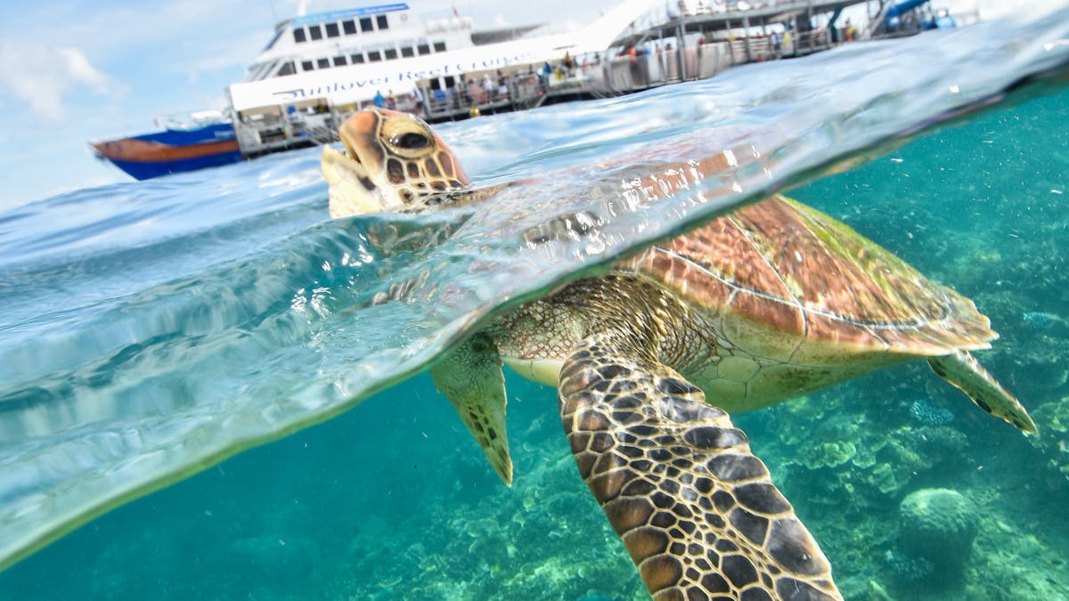 Sea turtle swimming at Moore Reef with Sunlover Reef Cruises’ pontoon in the background