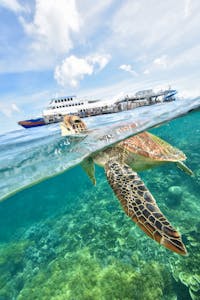Sea turtle swimming at Moore Reef with Sunlover Reef Cruises’ pontoon in the background