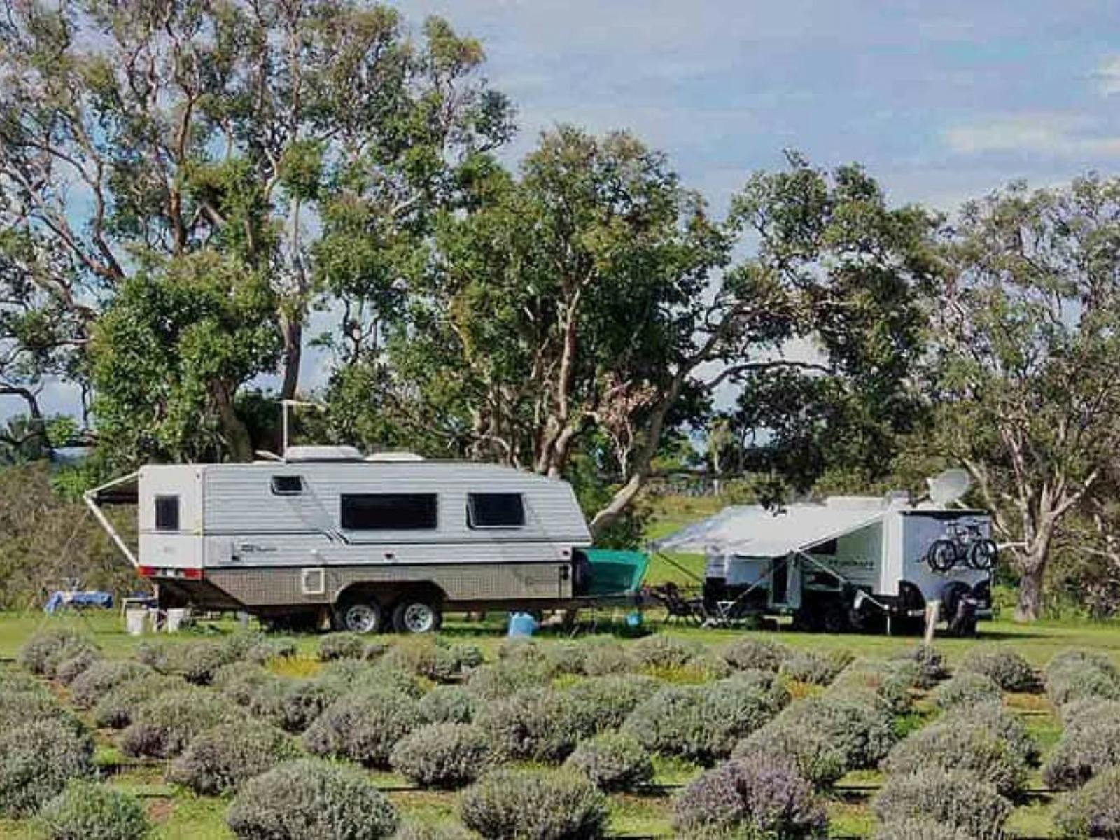 Aloomba Lavender Campsite
