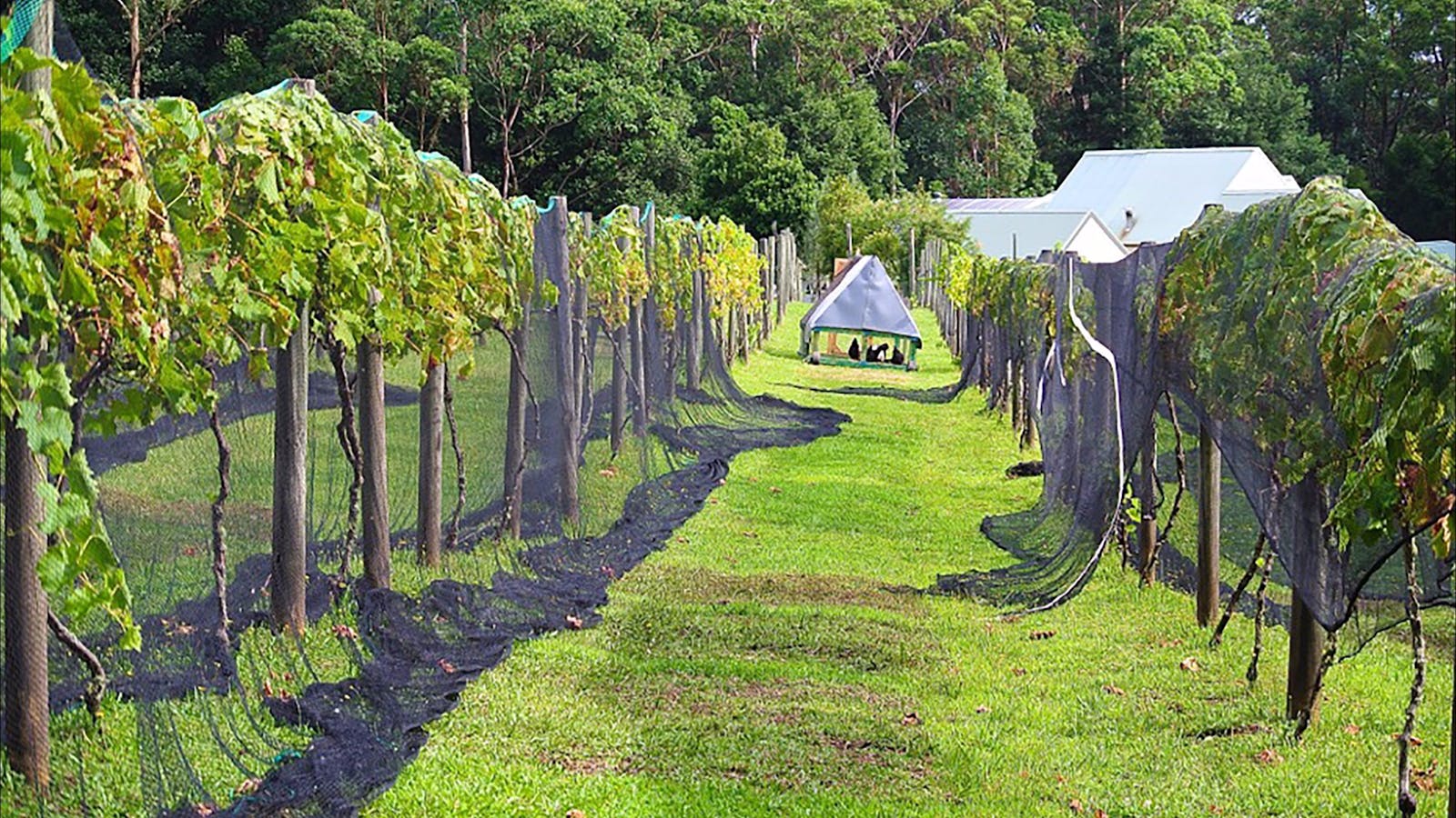 Lyrebird Ridge Organic Winery and Retreat