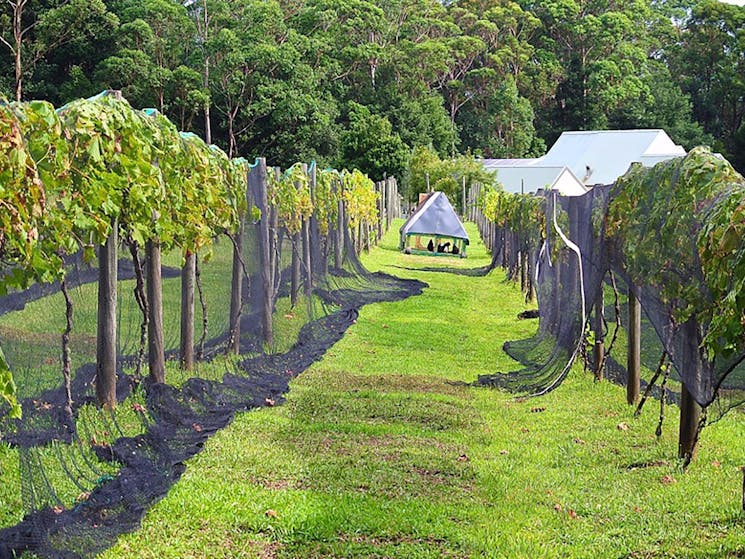 Chooks in the Vineyard