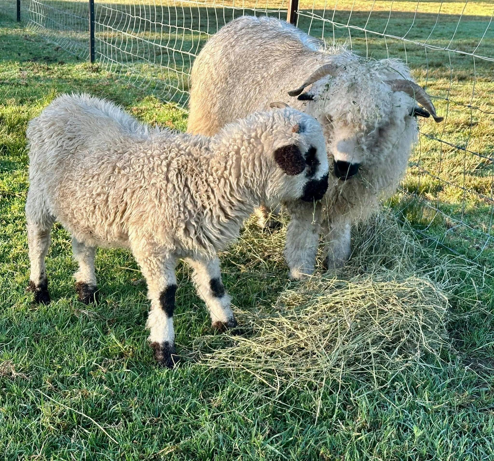 Valais Blacknose sheep