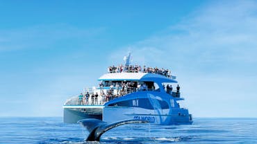 Embark on an unforgettable experience with Sea World Whale Watching. Perfect for the whole family. Embark on an unforgettable experience with Sea World Whale Watching. Perfect for the whole family.