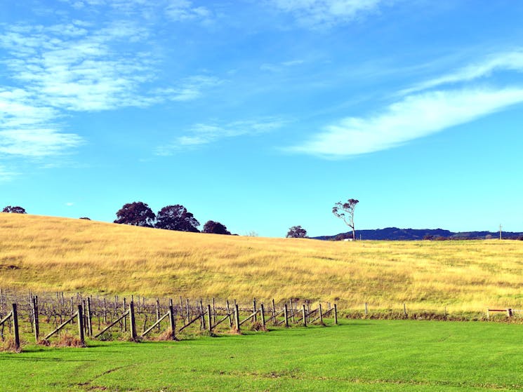 Winter vines at Silos Estate