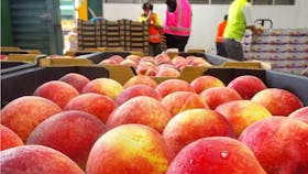 Sydney Produce Market