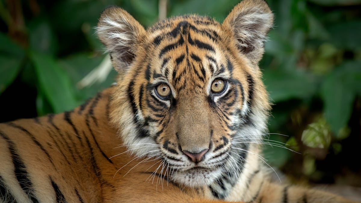 Tiger