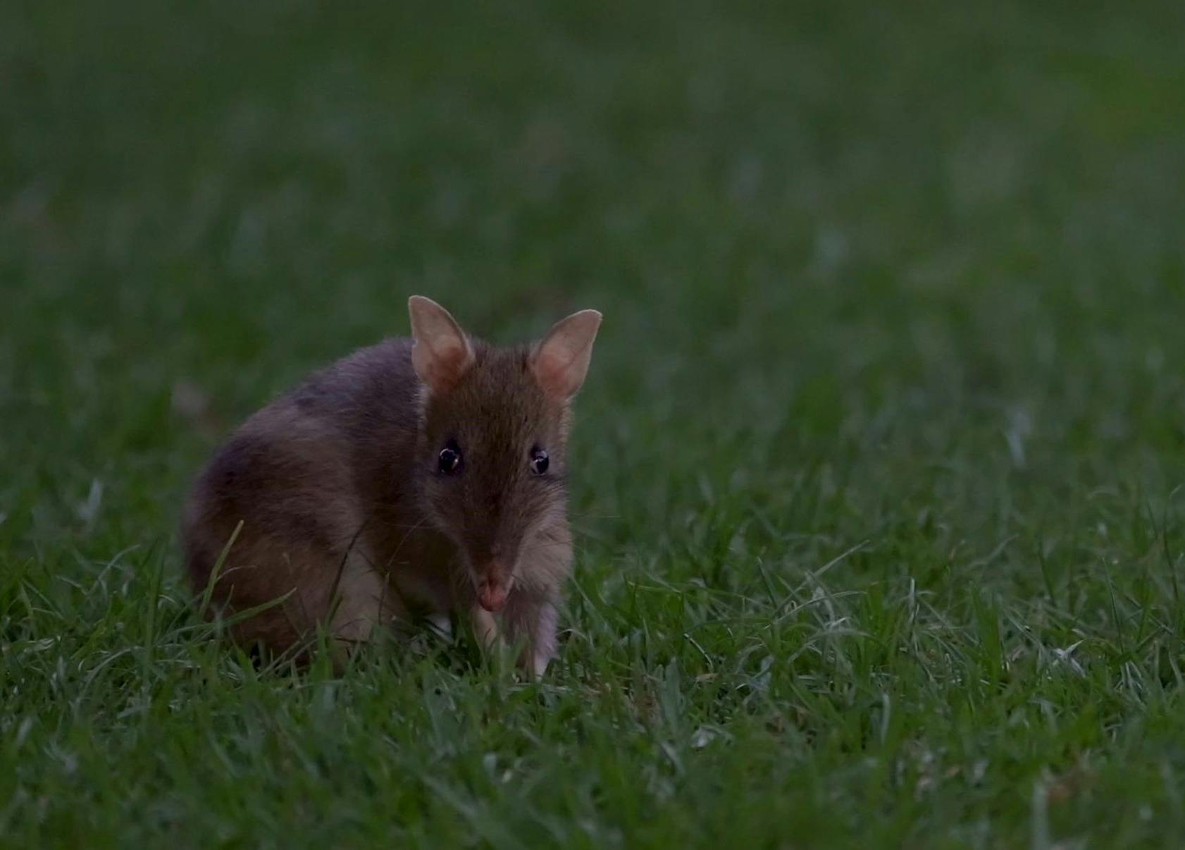 Bandicoot Discovery Tour