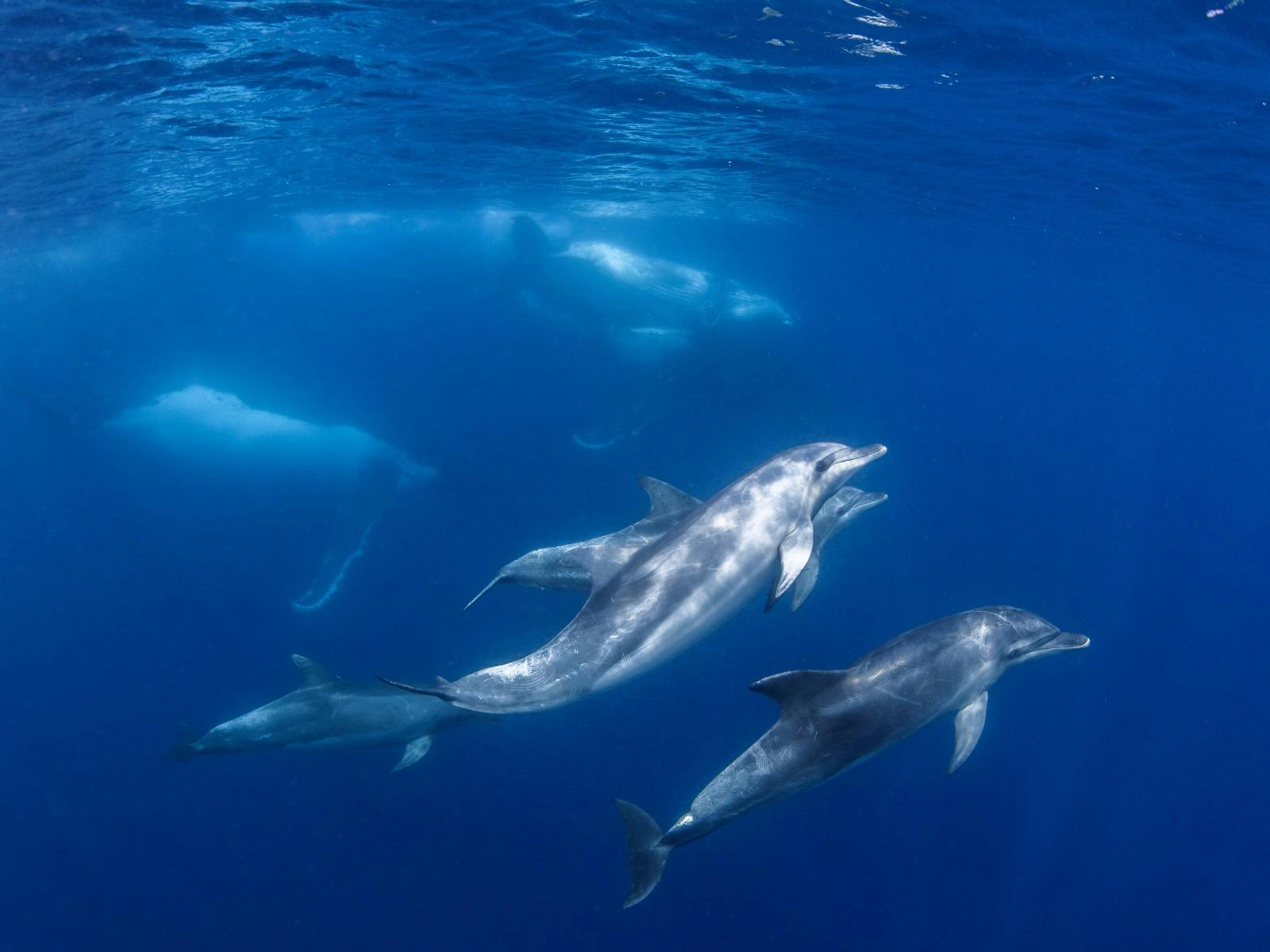 Dolphins swimming with Whales