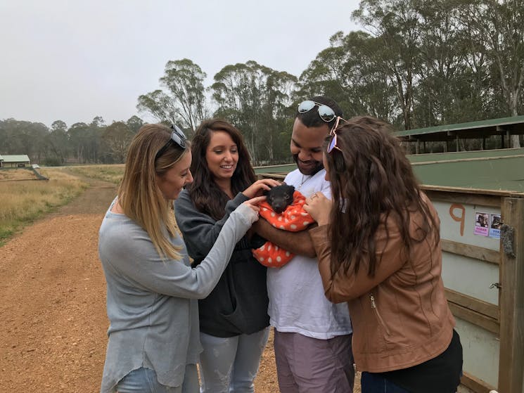 Interact with Tasmanian devils