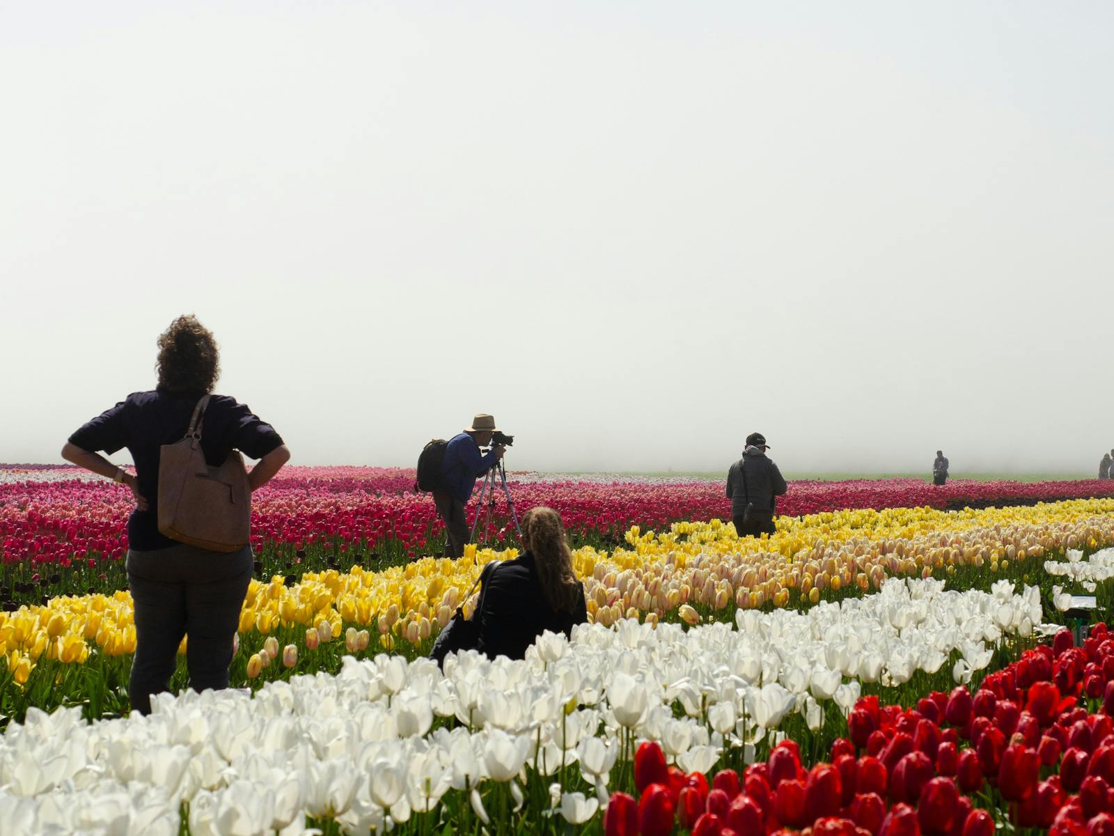 Tourists Tulips Tasmania