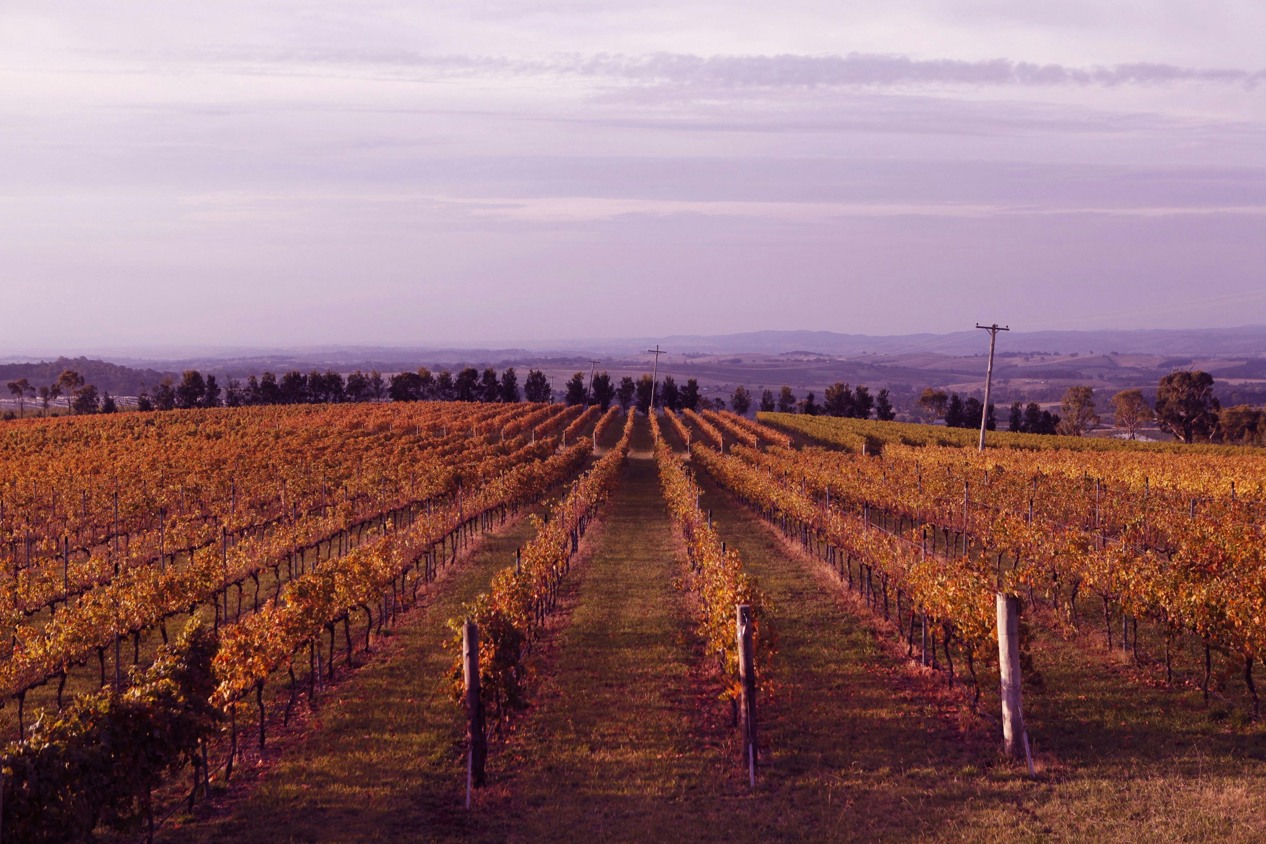 Sun setting over De Salis Wines