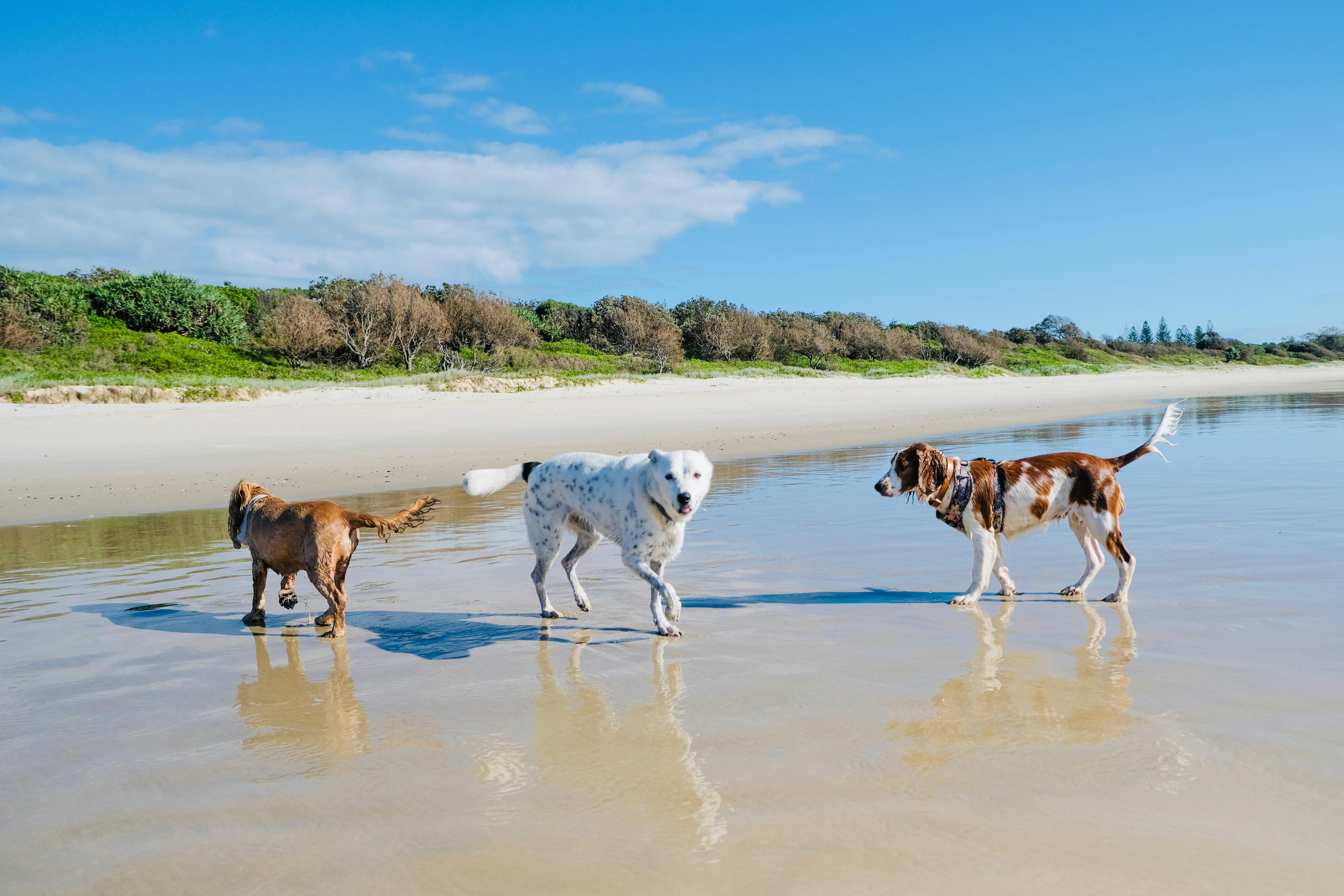 반려견 동반 가능 캠핑 반려견 동반 가능 해변