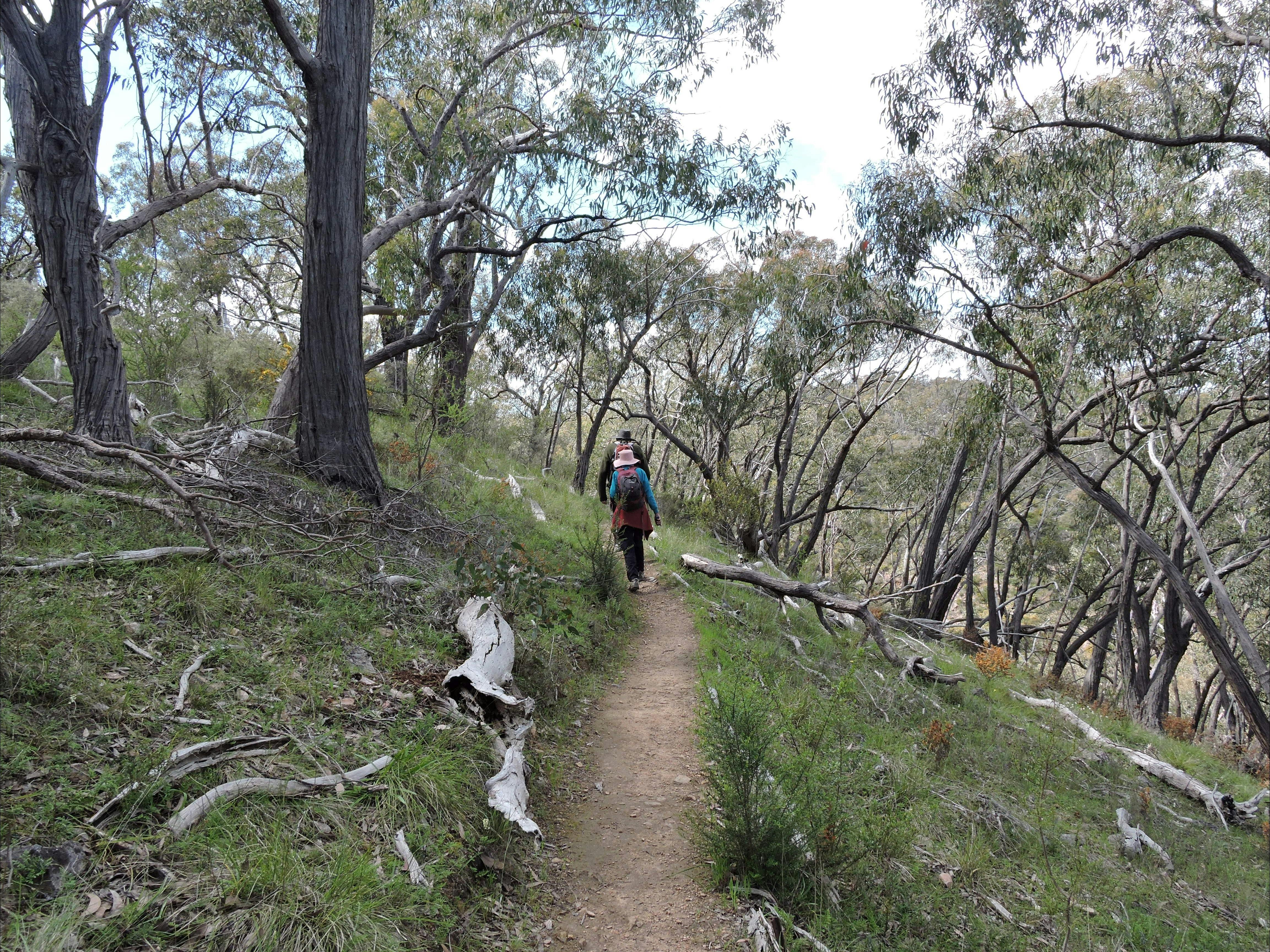 The Cascades Trail in the Spring Gully CP is a part of the Lavender Federation Trailil