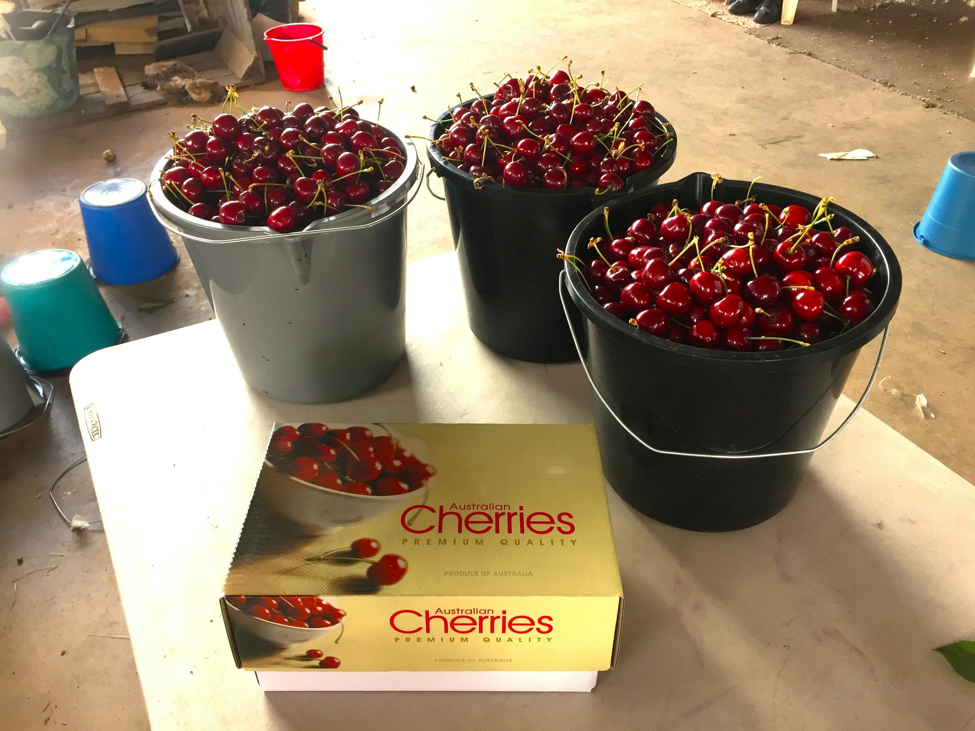 Buckets full of cherries people have picked ready to take home to family and friends
