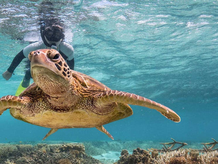 Turtle in Great Barrier Reef