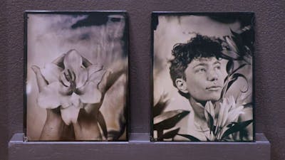 Lilium asiatica; Jonathan he/him, 2023.