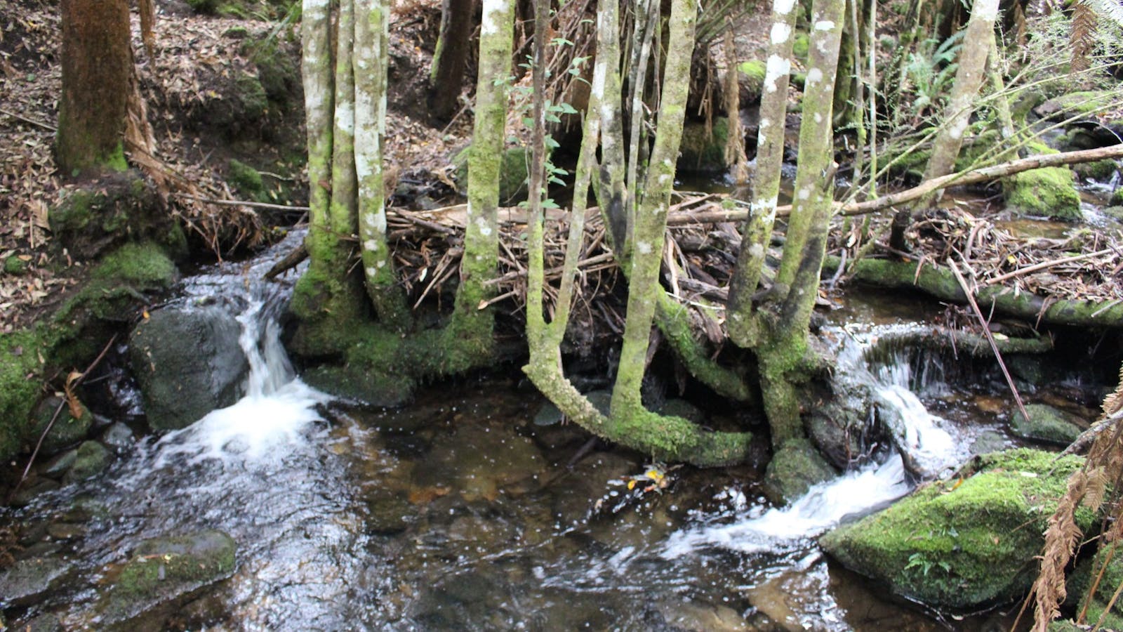 The creek on the forest walk