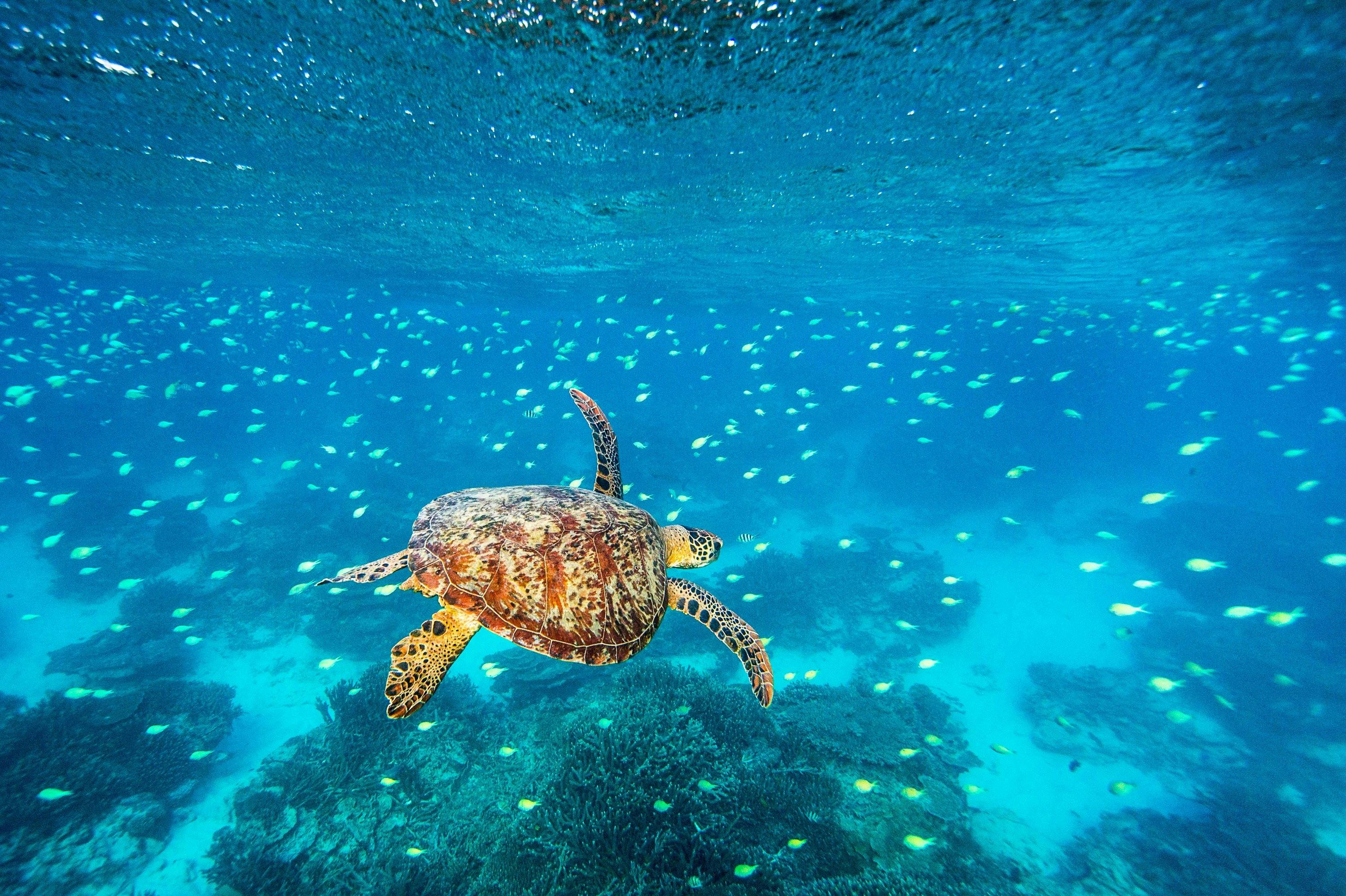 Turtle, coral & fish