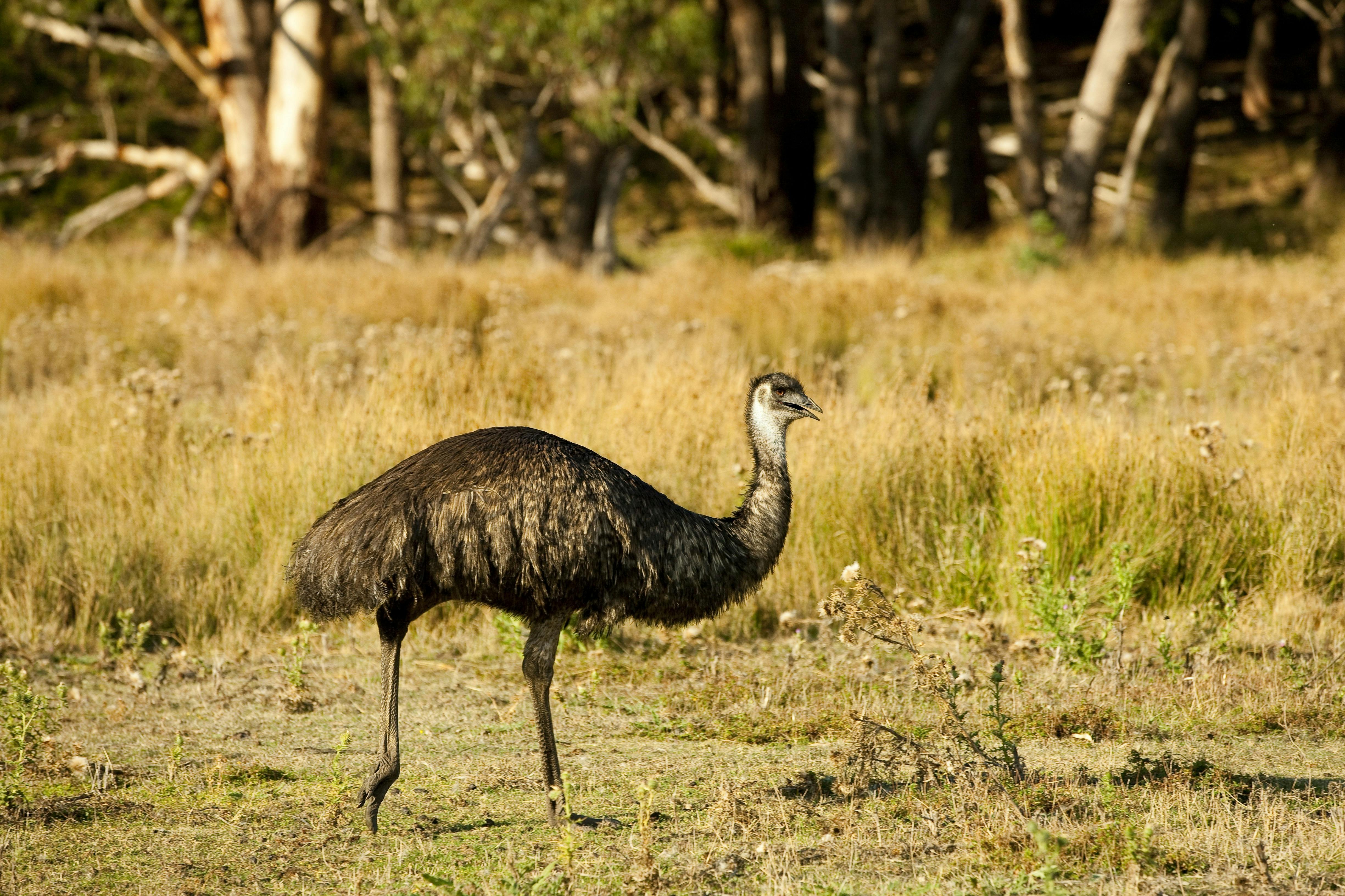 Grampians Tour