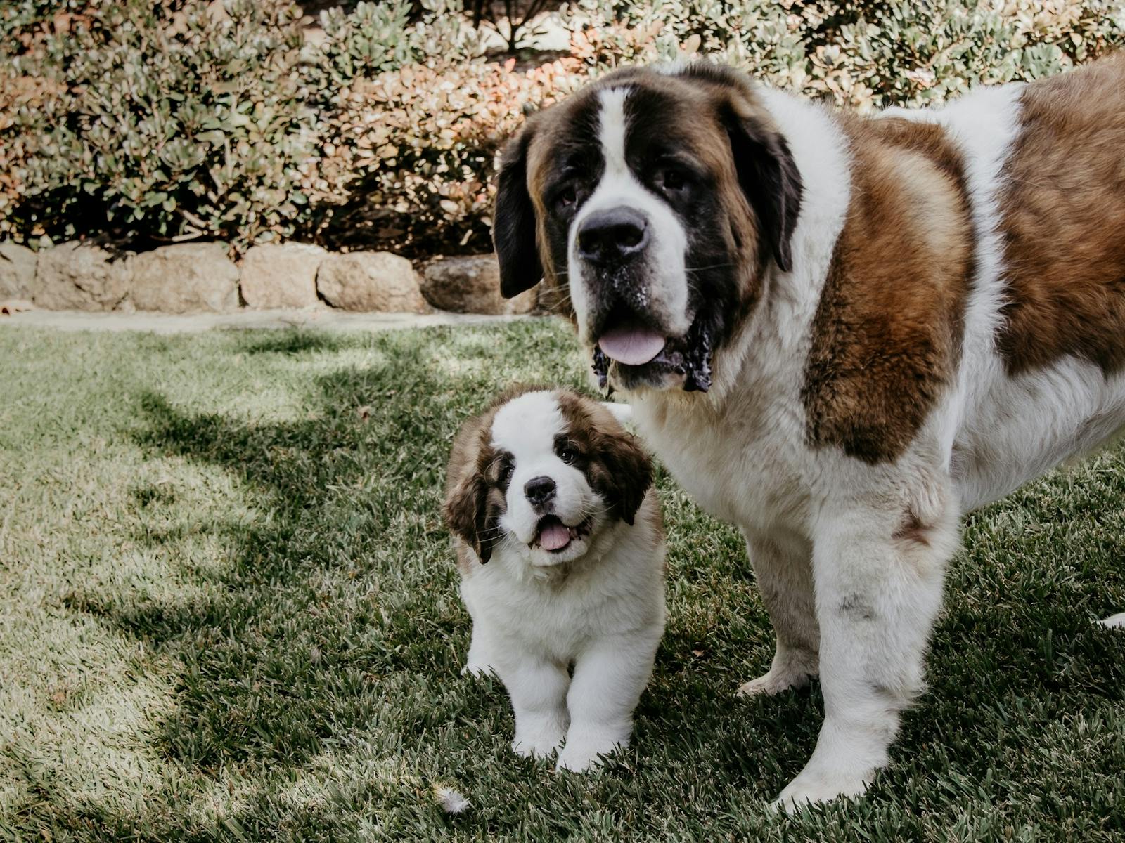 St Bernards St Bernards
