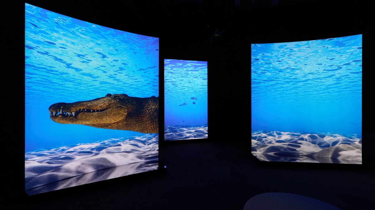 In a dark room, three floor to ceiling screens display animated footage of crocodiles swimming