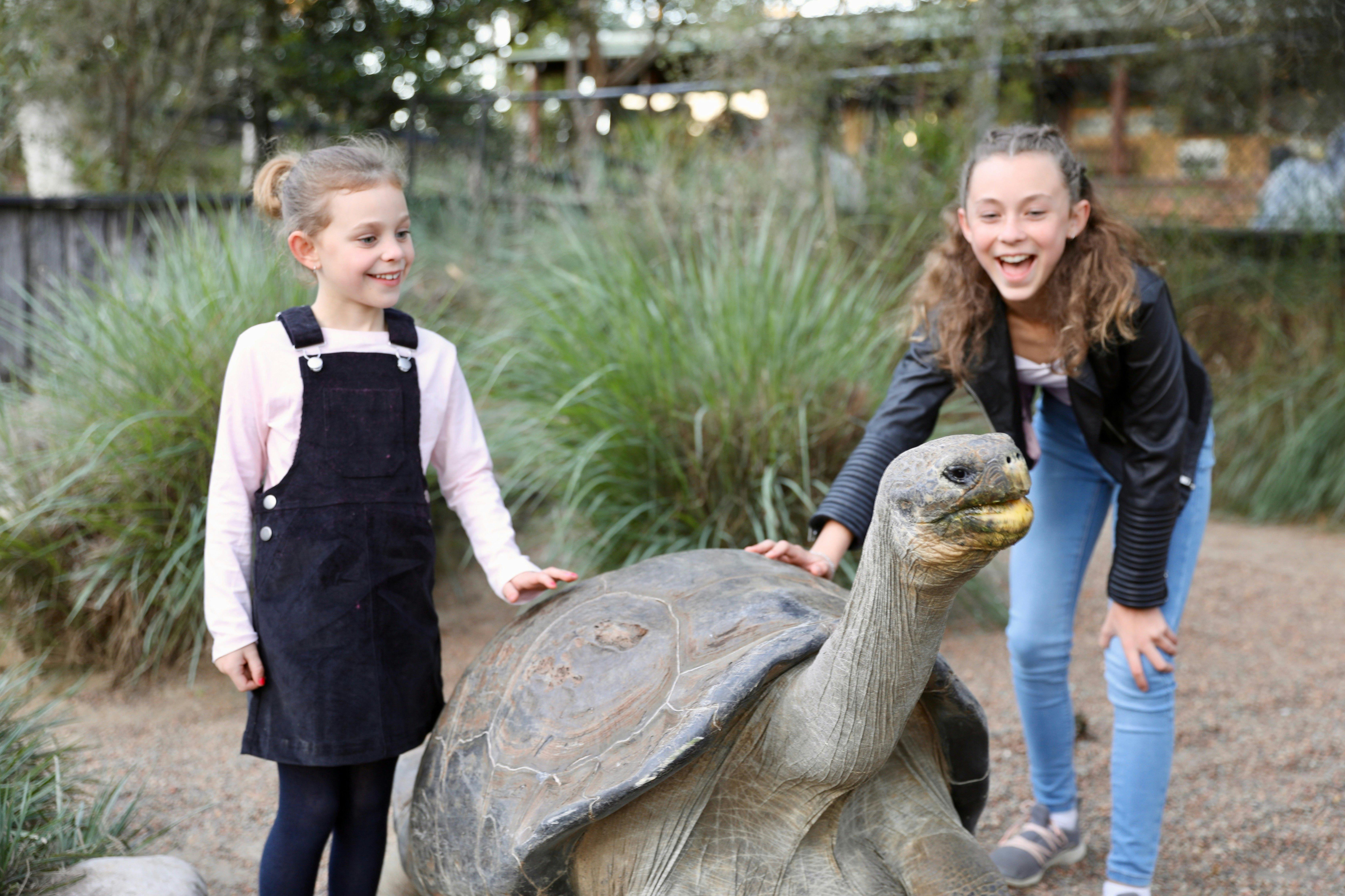 Australian Reptile Park - Hugo the Galapagos tortoise