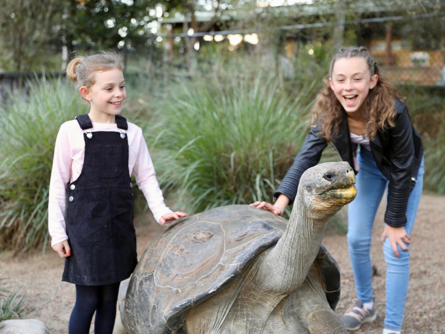 Australian Reptile Park - Hugo the Galapagos tortoise