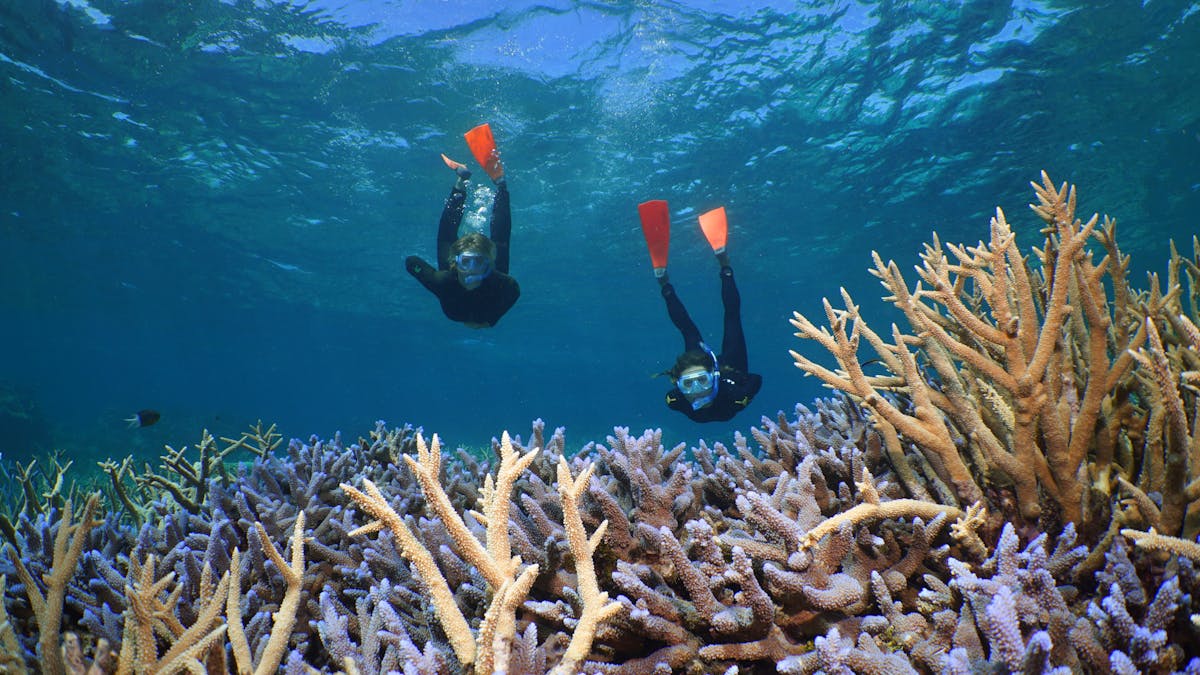 snorkelling on the Great Barrier Reef