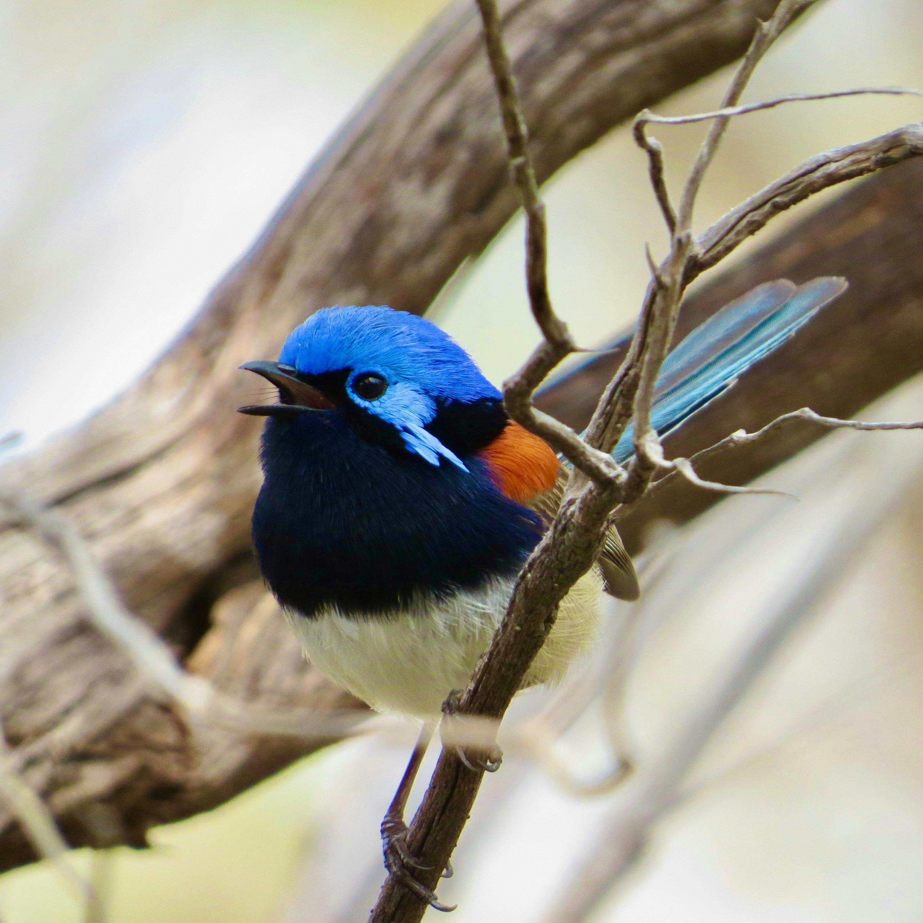 Birds of Yarnbala
